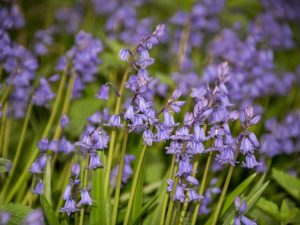 Lire la suite à propos de l’article Cultiver des jacinthes: soin des jacinthes des bois