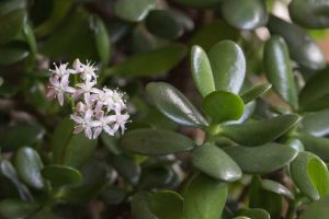 Lire la suite à propos de l’article Jade dans le jardin : pouvez-vous cultiver du jade à l'extérieur