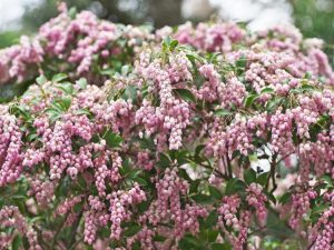 Lire la suite à propos de l’article Variétés de plantes japonaises d'Andromède