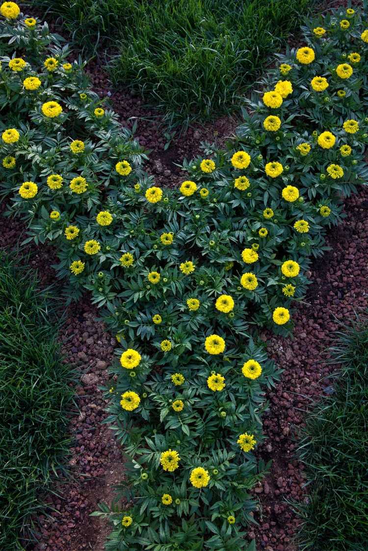 Lire la suite à propos de l’article Thème du jardin de l'alphabet : créer un jardin de l'alphabet avec des enfants