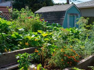 Lire la suite à propos de l’article Jardinage à double usage – Cultiver des plantes à plusieurs usages