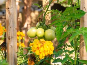 Lire la suite à propos de l’article Légumes et fleurs en pot – Cultiver des cultures vivrières avec des plantes ornementales