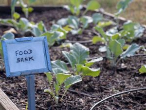 Lire la suite à propos de l’article Qu'est-ce qu'une banque alimentaire – Apprenez-en davantage sur le jardinage pour les banques alimentaires