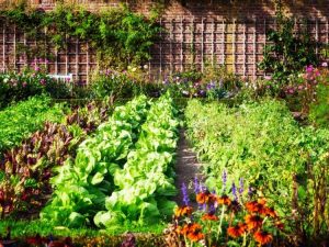 Lire la suite à propos de l’article Cinq avantages de cultiver un jardin biologique