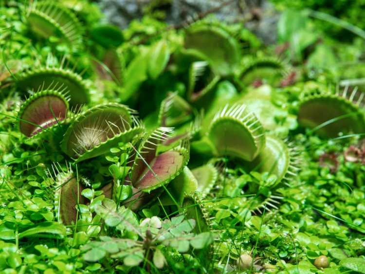 You are currently viewing Jardins de plantes carnivores : comment faire pousser un jardin carnivore à l'extérieur