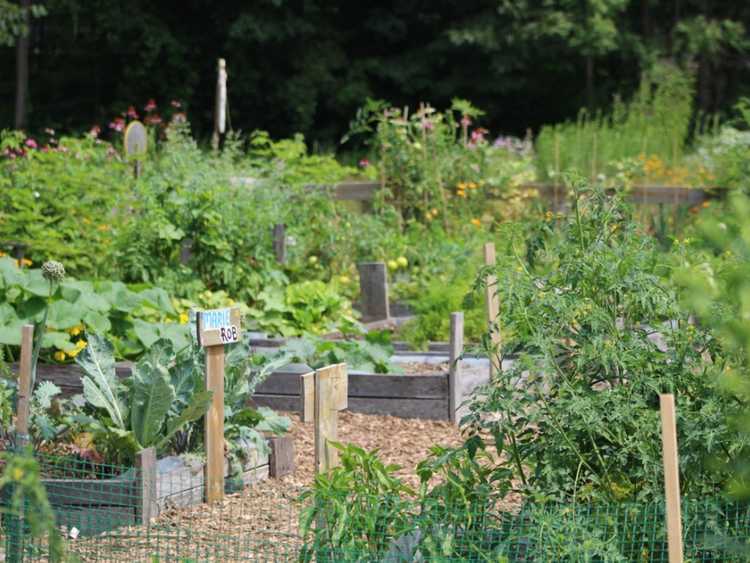 You are currently viewing Comment les jardins communautaires profitent à l’économie et à votre portefeuille