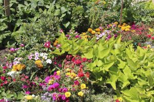Lire la suite à propos de l’article Créer une cour avant comestible – Conseils pour les jardins de cour avant