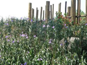 Lire la suite à propos de l’article Problèmes de jardinage en bord de mer : problèmes courants affectant les jardins côtiers