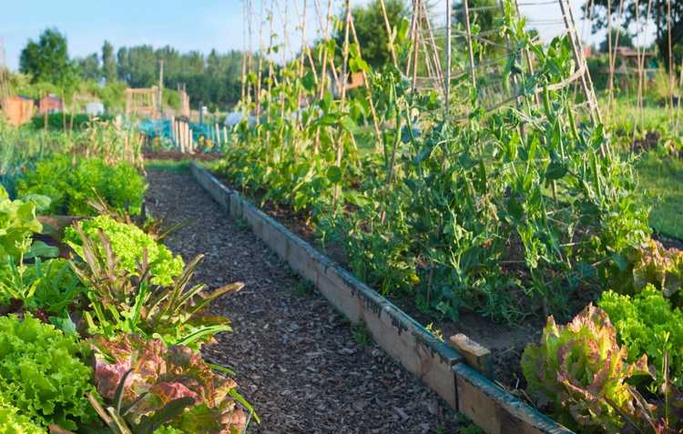 Lire la suite à propos de l’article Jardins familiaux – En savoir plus sur le jardinage communautaire urbain