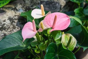 Lire la suite à propos de l’article Anthurium Outdoor Care – Comment faire pousser des anthuriums dans le jardin