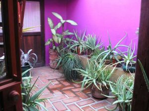 Lire la suite à propos de l’article Jardin d'atrium intérieur : quelles plantes font bien dans un atrium