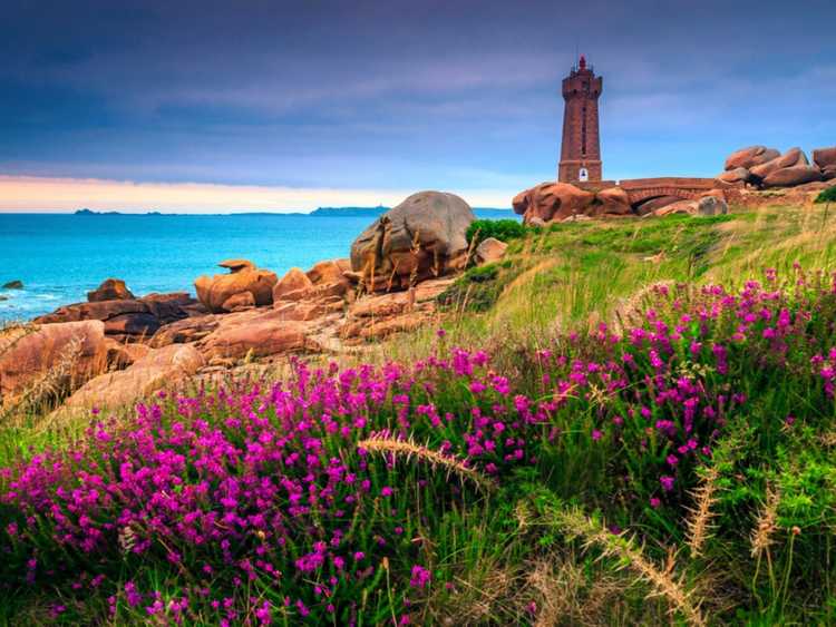 Lire la suite à propos de l’article Meilleures plantes de jardin en bord de mer : choisir des plantes pour un jardin en bord de mer