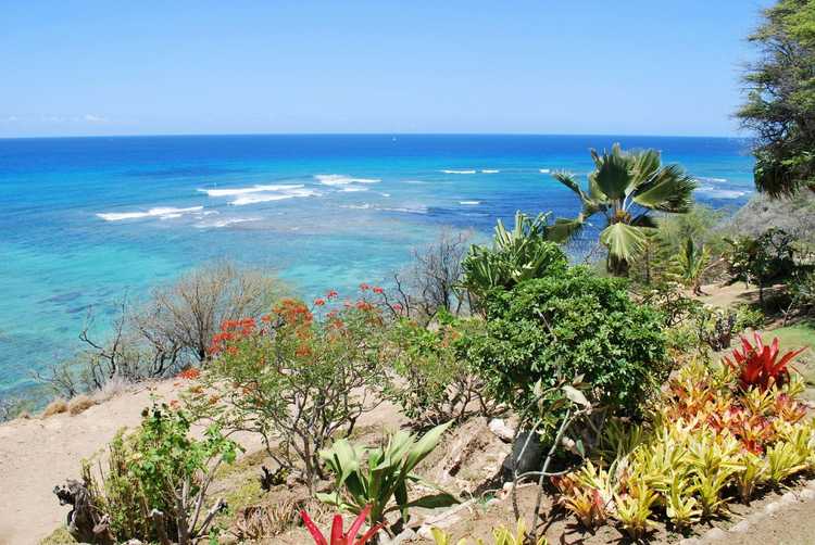 Lire la suite à propos de l’article Bases du jardin en bord de mer : planifier et entretenir des jardins près des fronts de mer