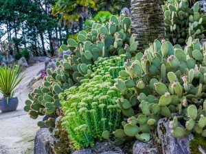Lire la suite à propos de l’article Jardin de cactus sur lit surélevé – Cultiver des cactus dans des lits surélevés