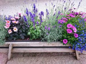 Lire la suite à propos de l’article Jardins de chalet en pot : cultiver un jardin de chalet dans des jardinières