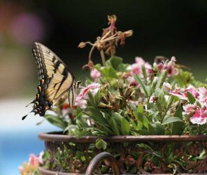 Lire la suite à propos de l’article Plantes hôtes pour les papillons : comment créer un jardin en pot à papillons