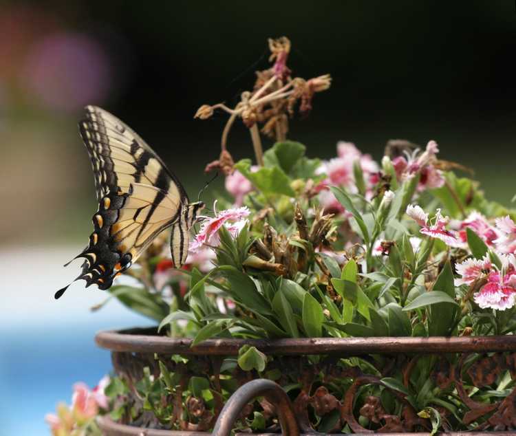 You are currently viewing Plantes hôtes pour les papillons : comment créer un jardin en pot à papillons