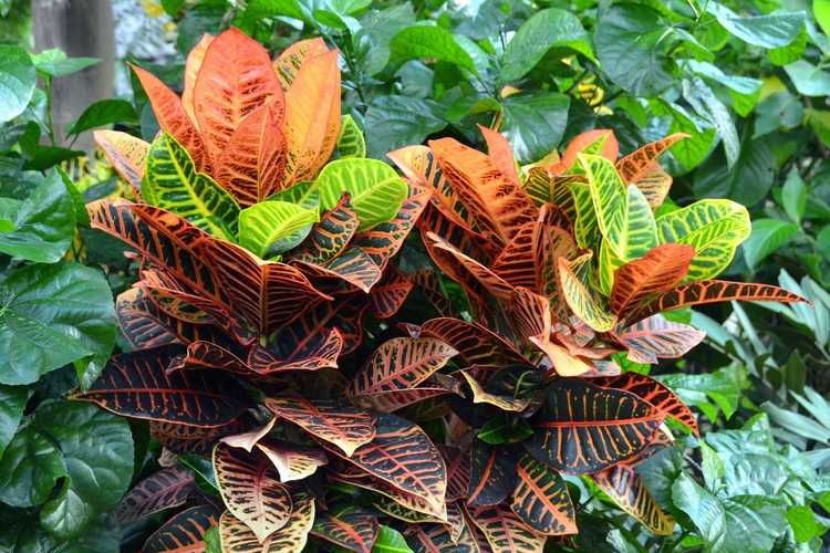 Lire la suite à propos de l’article Entretien des plantes Croton en extérieur : comment faire pousser un Croton à l'extérieur