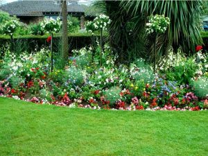 Lire la suite à propos de l’article Plantes de bordure plein soleil – Choisir des plantes pour les bordures ensoleillées