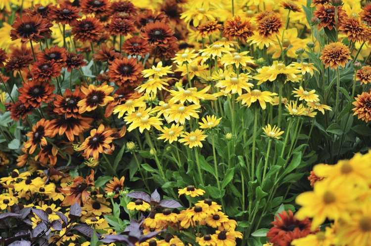Lire la suite à propos de l’article Jardins fleuris d'automne : créer de la couleur et de l'intérêt avec les plantes de jardin d'automne
