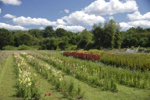 Lire la suite à propos de l’article Cultiver des jardins de boutures – Comment créer un jardin de fleurs de boutures