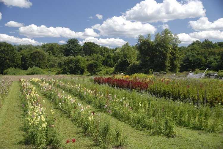 Lire la suite à propos de l’article Cultiver des jardins de boutures – Comment créer un jardin de fleurs de boutures