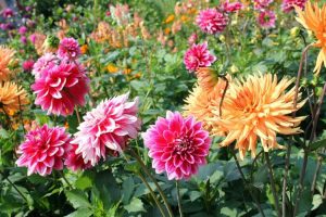 Lire la suite à propos de l’article Soins du dahlia : comment faire pousser une plante de dahlia