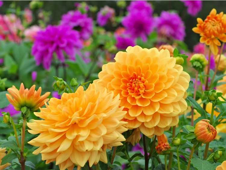 You are currently viewing Cultiver des fleurs de dahlia : conseils pour la plantation de dahlias