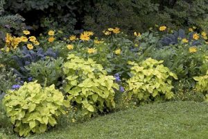 Lire la suite à propos de l’article Plantes de jardin faciles d'entretien : conseils pour un aménagement paysager nécessitant peu d'entretien