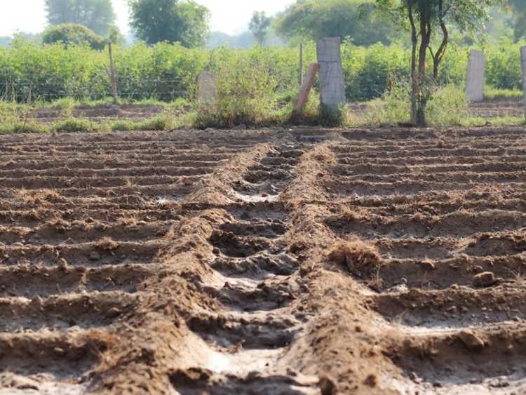 Lire la suite à propos de l’article Comment planter un jardin de gaufres dans un sol sec du désert