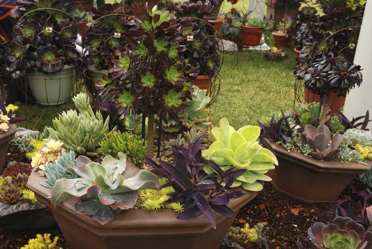 You are currently viewing Showstoppers exotiques : de belles plantes succulentes
