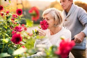 Lire la suite à propos de l’article Idées de jardins de guérison – Comment créer un jardin de guérison