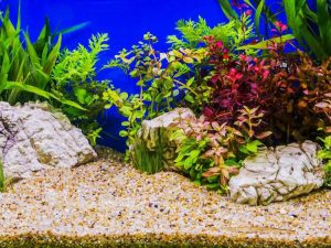 Lire la suite à propos de l’article Qu'est-ce que l'Aquascaping – Créer un jardin d'aquarium