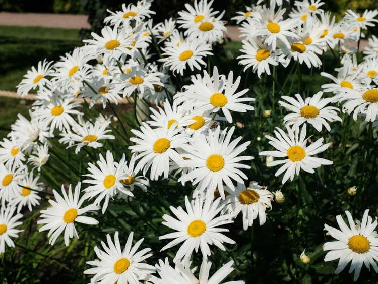 You are currently viewing Daisy Garden Design – Conseils pour planter un jardin de marguerites