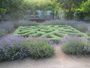 Lire la suite à propos de l’article Qu'est-ce qu'un jardin de nœuds d'herbes aromatiques : cultiver un petit jardin de nœuds de cuisine