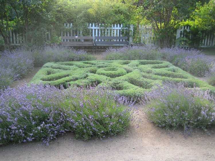 You are currently viewing Qu'est-ce qu'un jardin de nœuds d'herbes aromatiques : cultiver un petit jardin de nœuds de cuisine