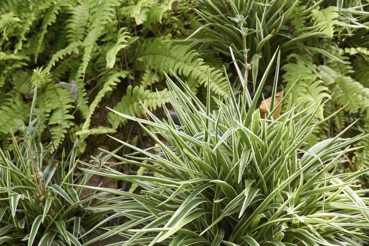 You are currently viewing Entretien des plantes araignées à l'extérieur : comment faire pousser une plante araignée à l'extérieur