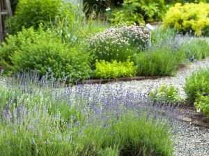 Lire la suite à propos de l’article Tableau d'espacement des herbes – Conseils pour l'espacement entre les plantes herbacées