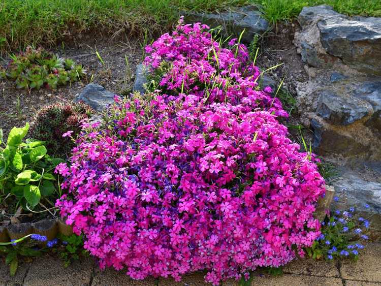 You are currently viewing Shade Rock Garden – Cultiver un jardin de rocaille à l'ombre