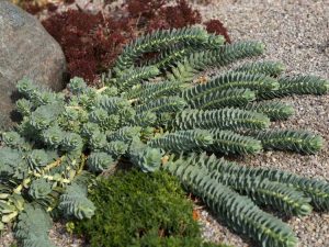 Lire la suite à propos de l’article Conception de jardins de rocaille succulents – Meilleures plantes succulentes pour les jardins de rocaille