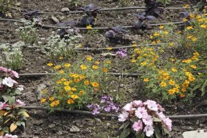 Lire la suite à propos de l’article Jardiner sans eau – Comment jardiner en cas de sécheresse