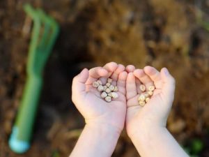 Lire la suite à propos de l’article Planter un jardin à partir de graines de fleurs ou de légumes