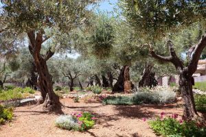 Lire la suite à propos de l’article Qu'est-ce qu'un jardin juif : comment créer un jardin biblique juif