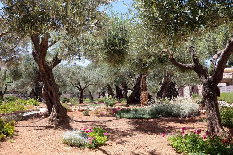 You are currently viewing Qu'est-ce qu'un jardin juif : comment créer un jardin biblique juif