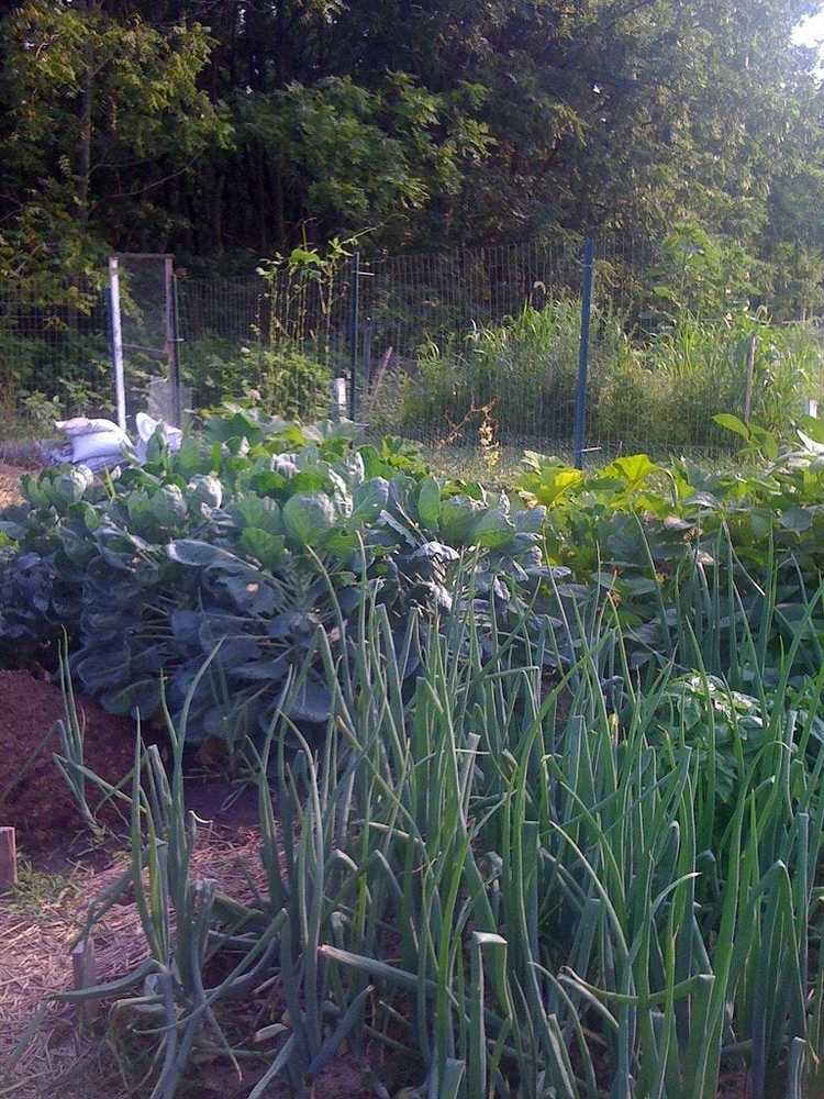 Lire la suite à propos de l’article Comment faire pousser un jardin biologique