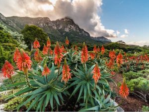 Lire la suite à propos de l’article Apprendre des jardins sud-africains – Style d’aménagement paysager sud-africain