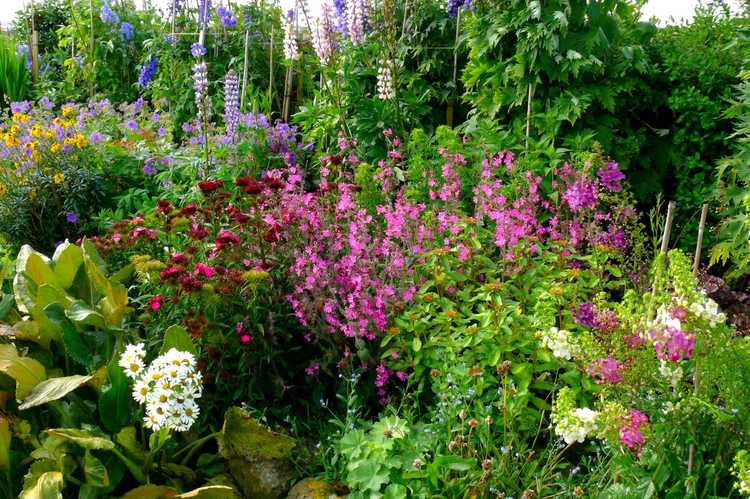 Lire la suite à propos de l’article Idées de jardin de tête de lit : comment faire pousser un jardin de tête de lit