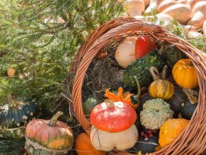 Lire la suite à propos de l’article Idées de jardin pour l'équinoxe d'automne : comment célébrer l'équinoxe d'automne
