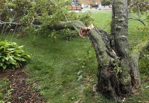 Lire la suite à propos de l’article Plantes endommagées par le vent : conseils pour aider les plantes après une tornade