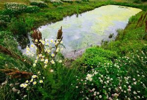 Lire la suite à propos de l’article Entretien des jardins de tourbières : cultiver des jardins de tourbières sains